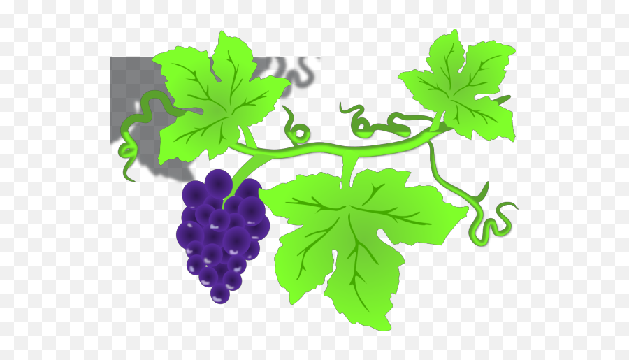 Grape Vine Png Icons - Clipart Grapes On Vine,Grapes Icon