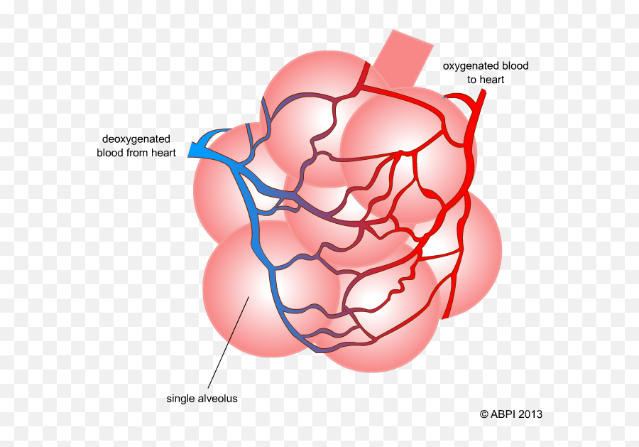 Breathing And Asthma - Alveoli Gas Exchange Png,Blood Circulation Icon