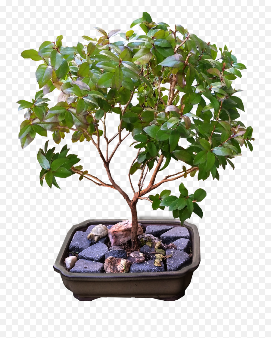 How To Grow A Bonsai Tree - Bonsai Png,Bonsai Tree Png