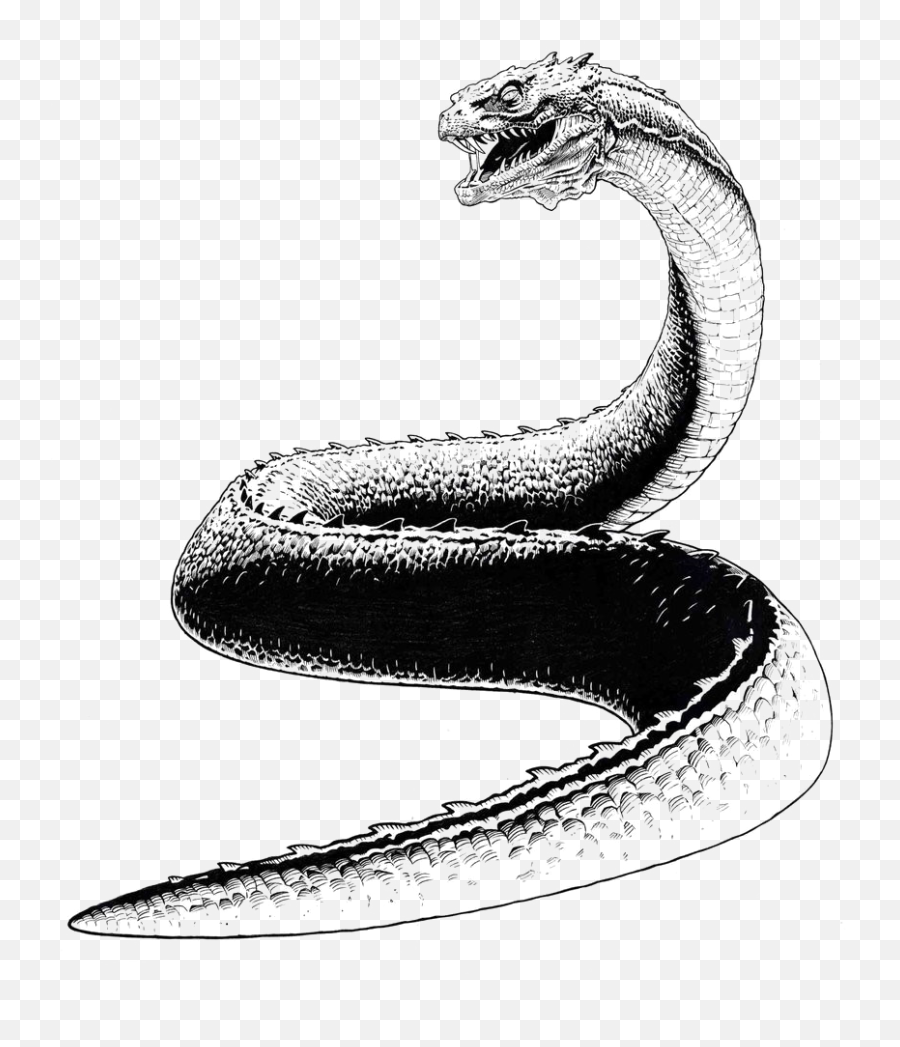 Basilisk Snake Png Pic - Drawing Basilisk Harry Potter,Black Snake Png