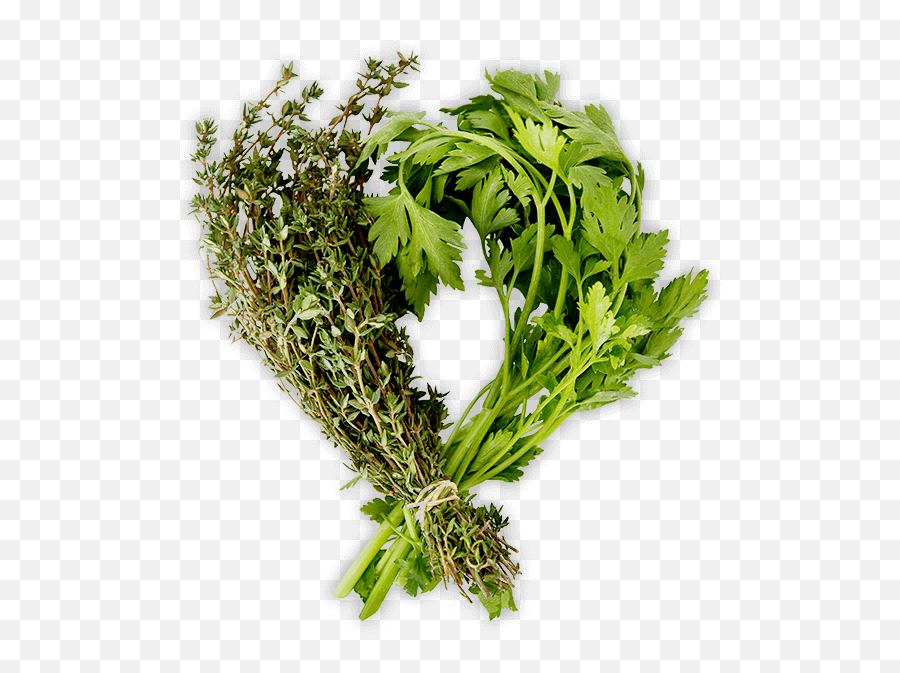 Herbs - Camomile Png,Herbs Png