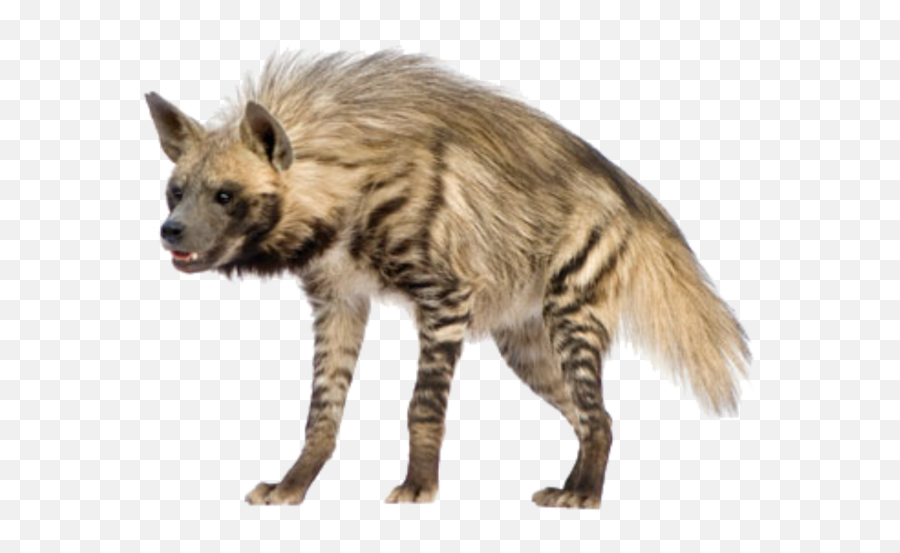 Hyena Vector Png Hd - Hyena Png,Hyena Png