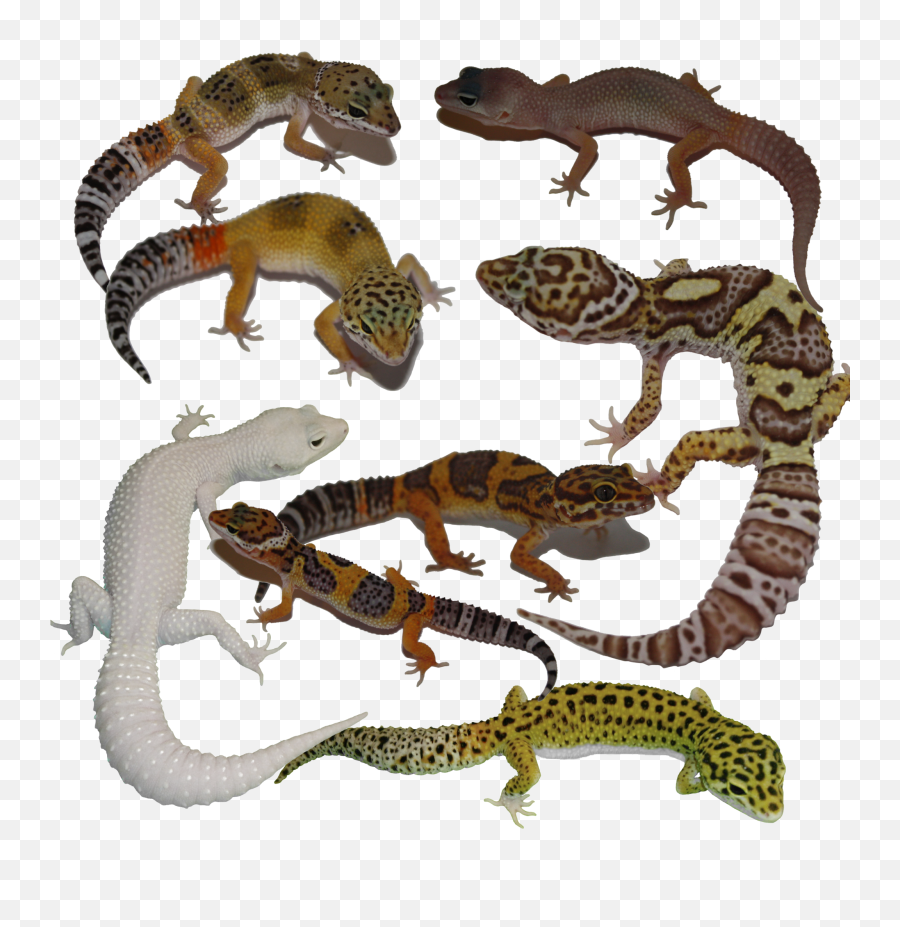 We Are Geckos1337 U2014 Steemit - Geckos Collage Png,Reptiles Png