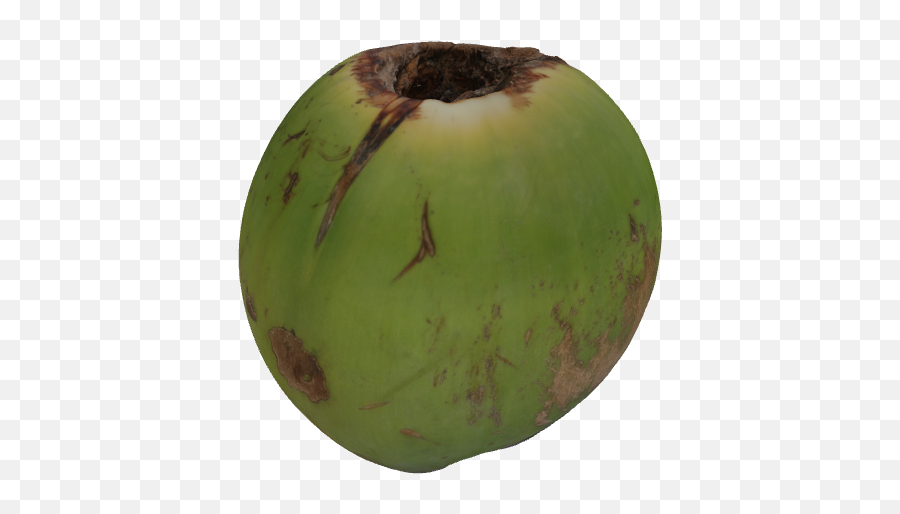 P3din - Big Coconut Apple Png,Coconut Png