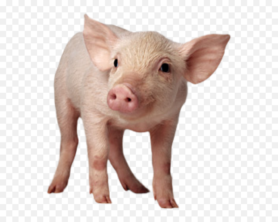 Pig Png Free Download 20 - Pig Png,Pig Png