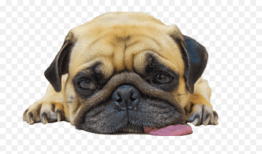 Pug Face Png - Happy Easter Pug,Pug Face Png