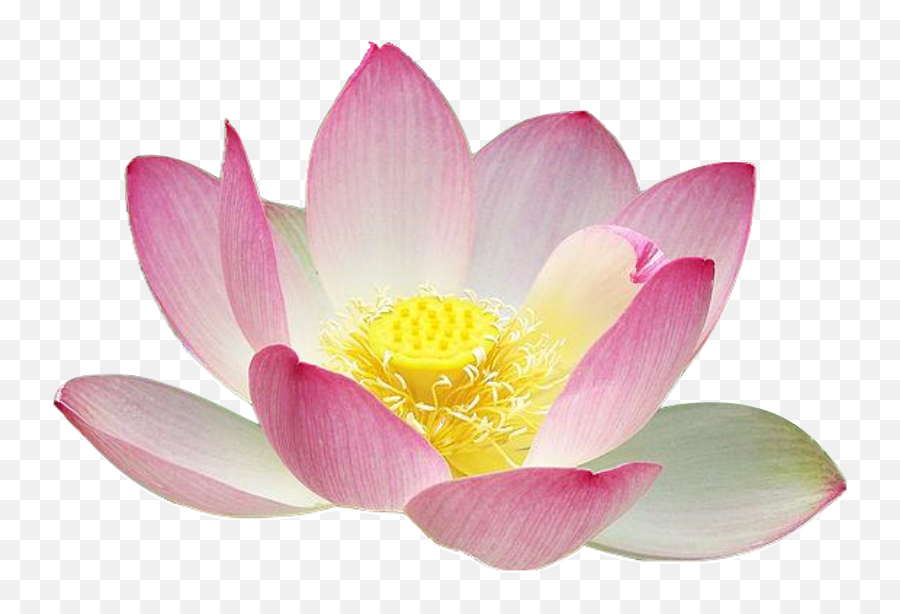 Library Of Pin Lotus Image Freeuse Download Png Files - Flower Thai Art Lotus,Lotus Png