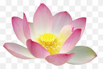 Library Of Pin Lotus Image Freeuse Download Png Files - Flower Thai Art Lotus,Lotus Png