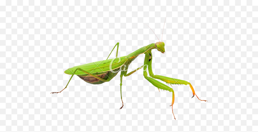 Download Mantis Png Transparent Image - Praying Mantis White Background,Mantis Png