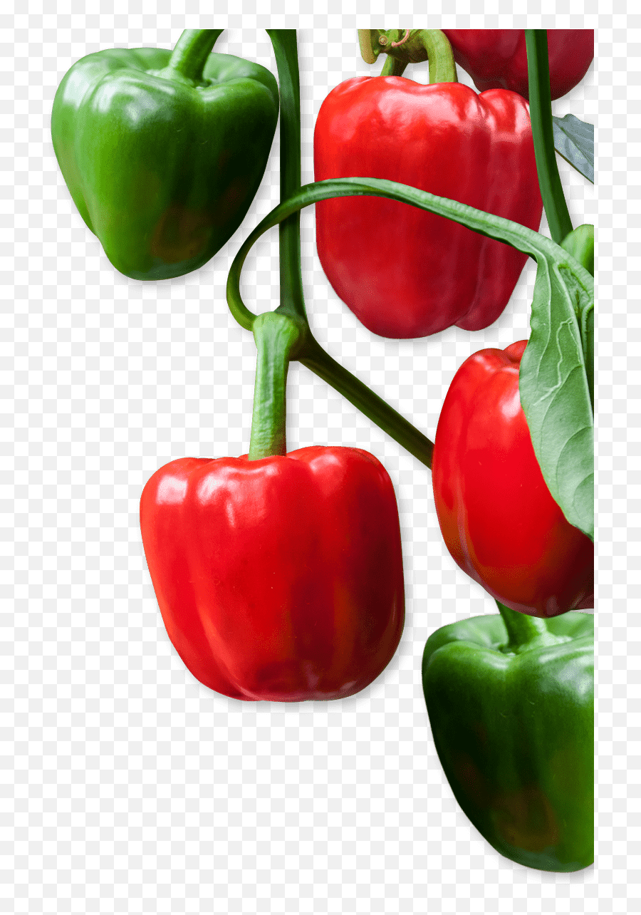 Delight Quality Produce - Fresh U0026 Delightful Quality For Red Bell Pepper Png,Bell Pepper Png