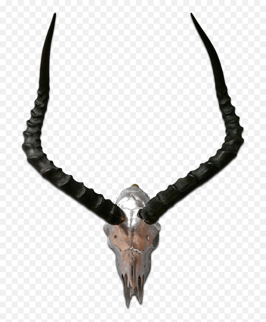 Impala Skull - Antelope Horns Png,Deer Skull Png