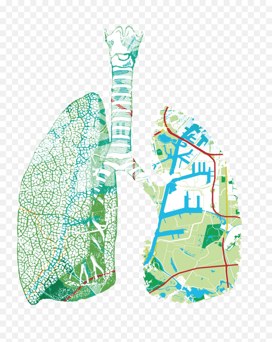Lungspng Adm - Illustration,Lungs Png