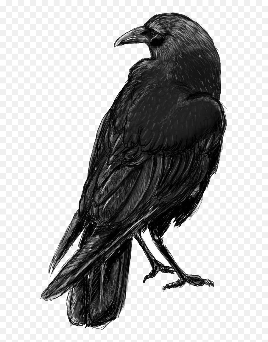 Raven Png - Crow Sketch,Crow Transparent