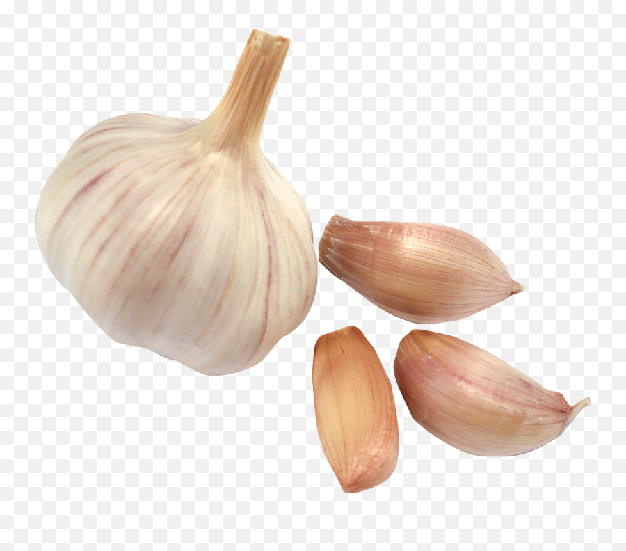 Download Garlic Png Image For Free - Garlic Transparent Background,Onion Transparent Background