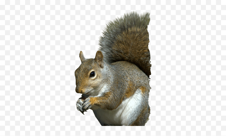 Banner Black And White Head Png For - Eastern Gray Squirrel Png,Squirrel Transparent