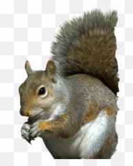 Banner Black And White Head Png For - Eastern Gray Squirrel Png,Squirrel Transparent