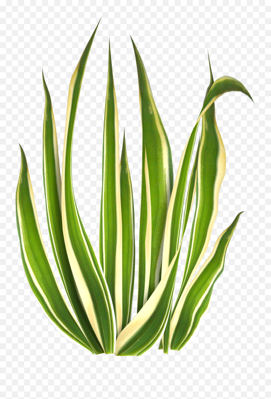 Download Beautiful Gratis Green Grass Beach Icon Free - Icon Png,Yucca Png