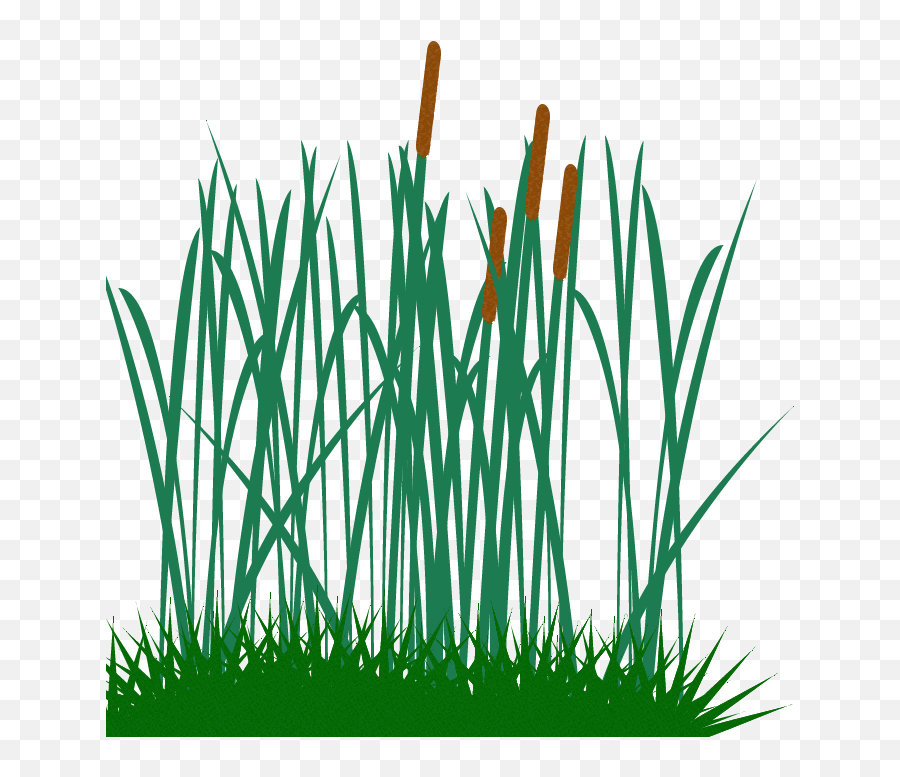 Transparent Background Prairie Grass - Tall Grass Clipart Png,Prairie Grass Png