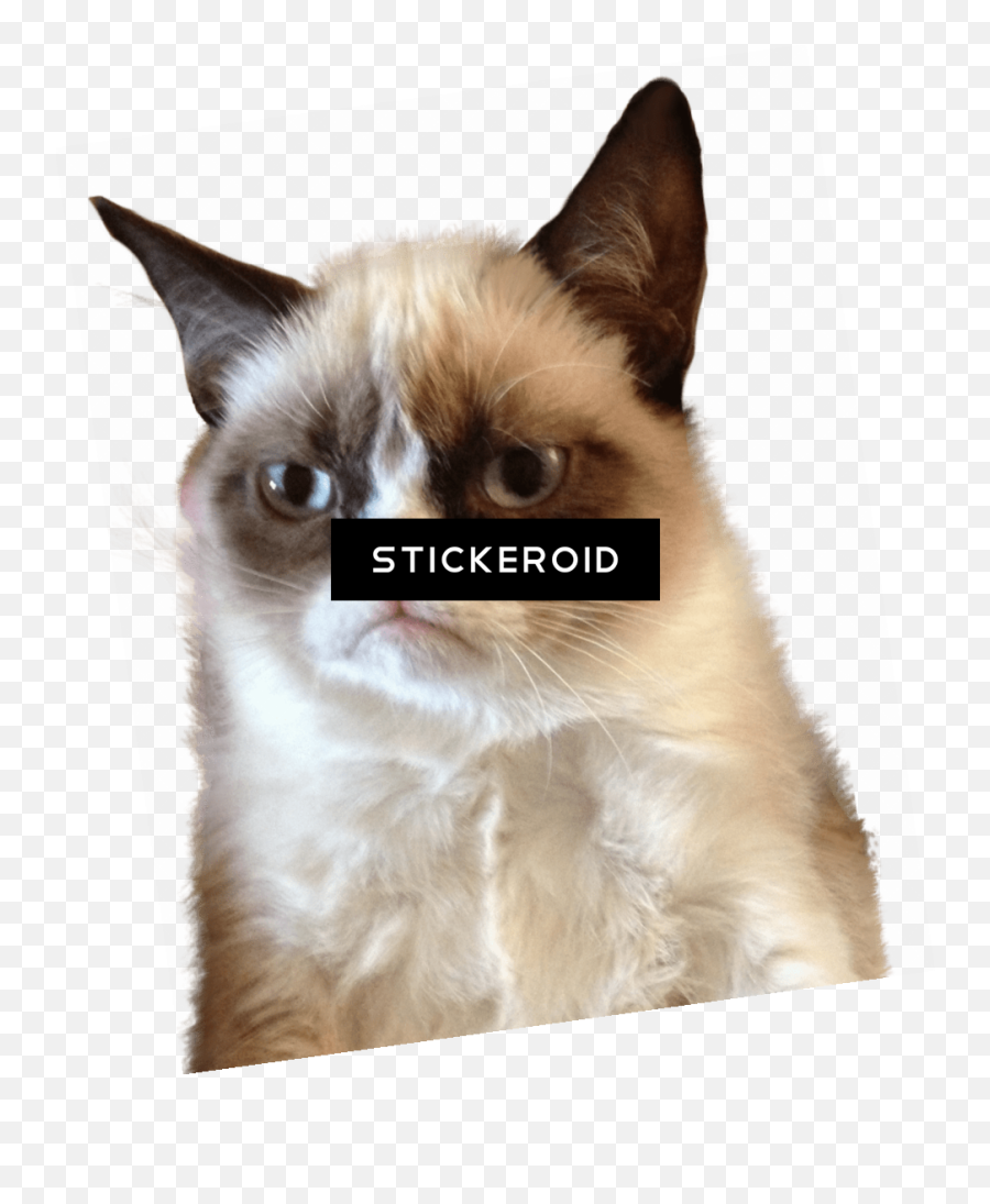 Cat Tongue Png - Grumpy Cat Meme Png Transparent Cartoon Grumpi Png,Grumpy Png