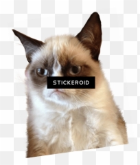 Cat Tongue Png - Grumpy Cat Meme Png Transparent Cartoon Grumpi Png,Grumpy Png