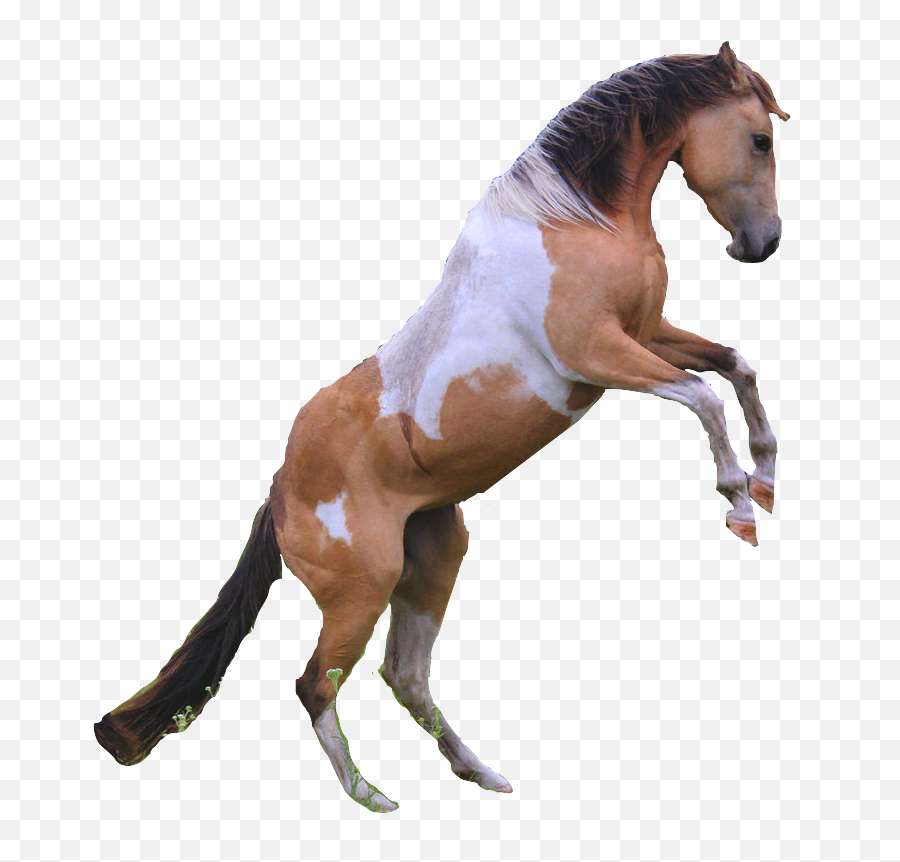 Download Horses Transparent Rearing - Horse Full Size Png White Rearing Horse Blue Background,Horse Png