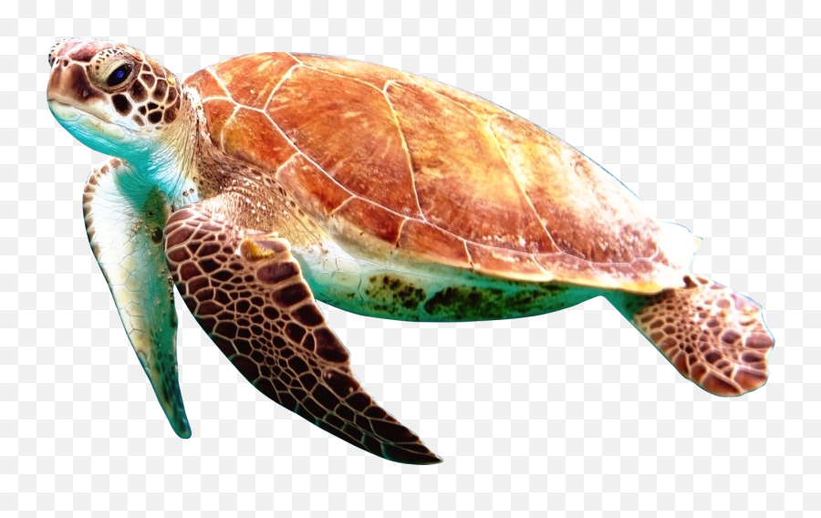 Download - Sea Turtles Transparent Background Png,Turtle Transparent Background