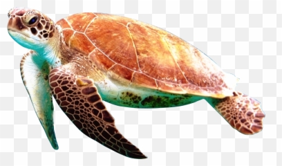 Download - Sea Turtles Transparent Background png