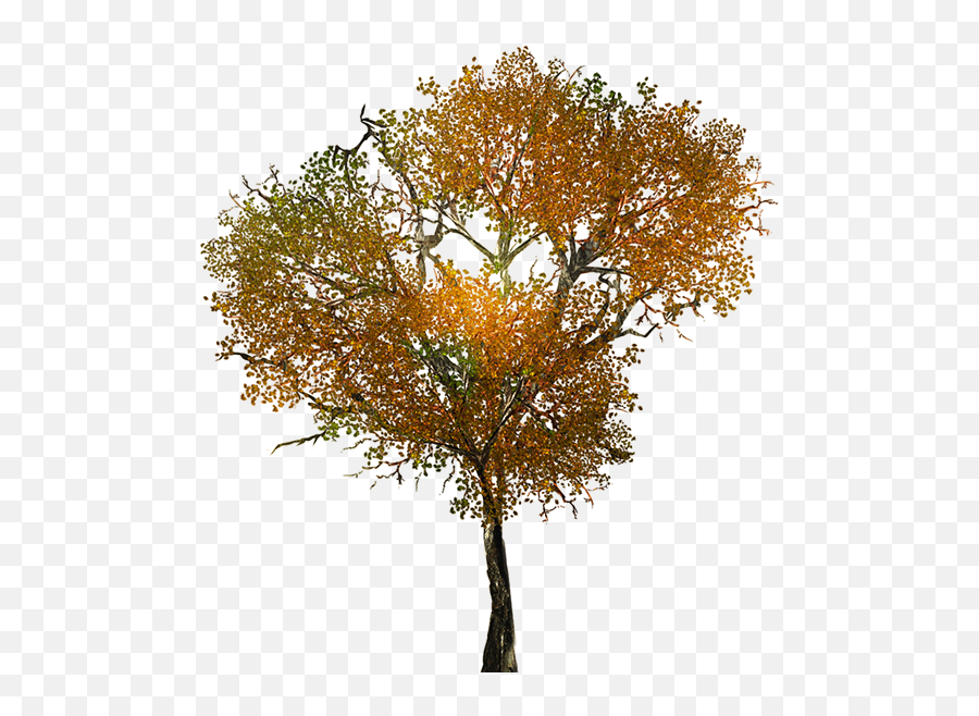 Large Leafy Branches For Tree Models - Arboles Otoño Png,Fall Tree Png