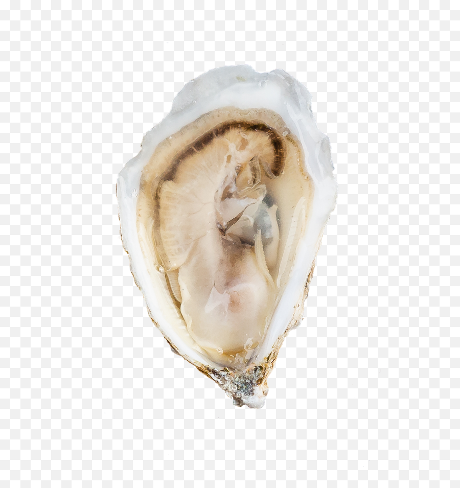Eros Oysters For Sale - Shipped Overnight Tiostrea Chilensis Png,Oysters Png