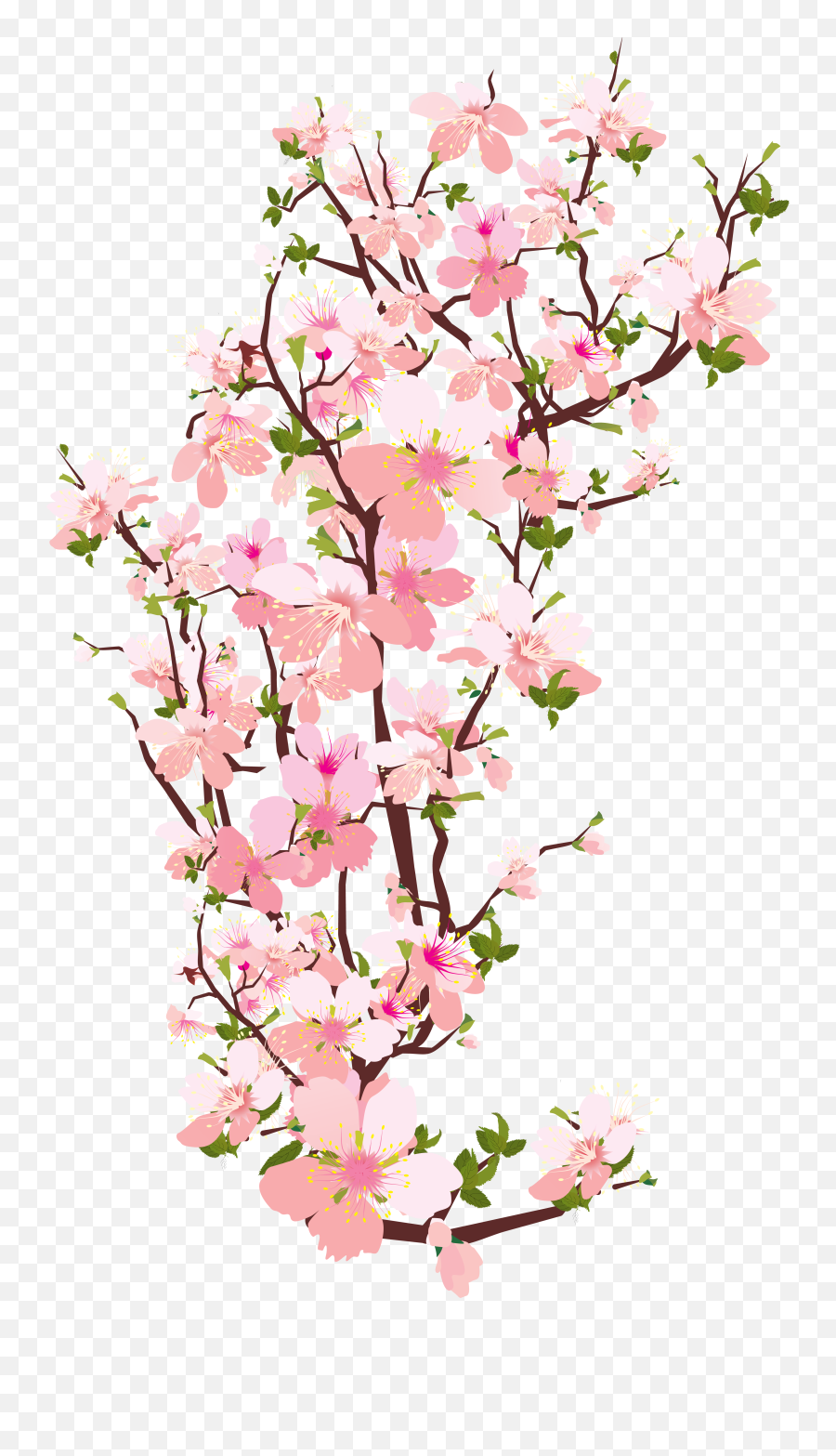 Transparent Spring Blossom U0026 Png Clipart Free - Transparent Background Cherry Blossom Clipart,Spring Flowers Png