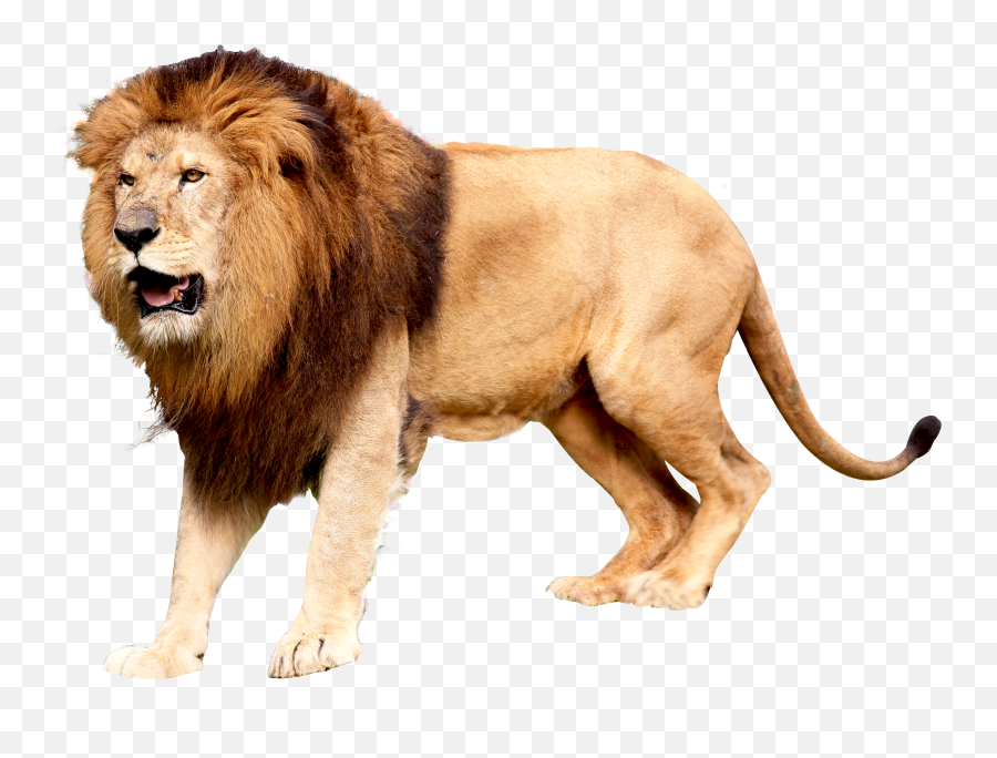 Download Hd Lion Png Image - Transparent Background Lion Png Clipart,Lion Roar Png