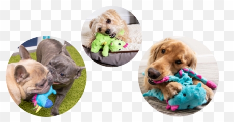 Godog - Dog Toy Png,Dog Toy Png