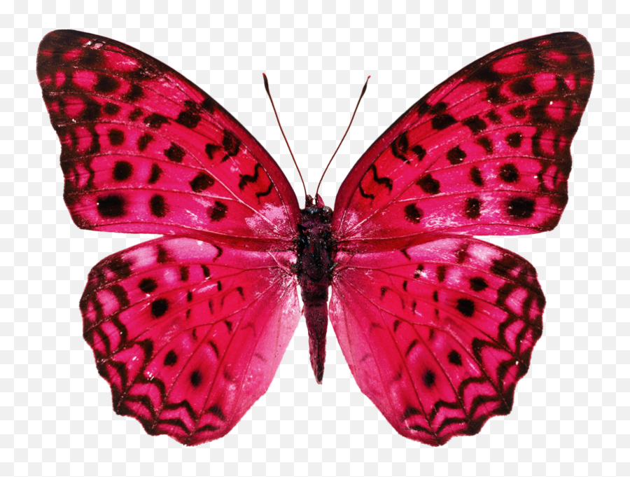 Pretty Butterfly - Beautiful Real Butterfly Png,Butterfly Png