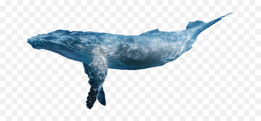 Change Now - Help Us Saving The Whales And The Oceans Humpback Whale Png,Whale Transparent