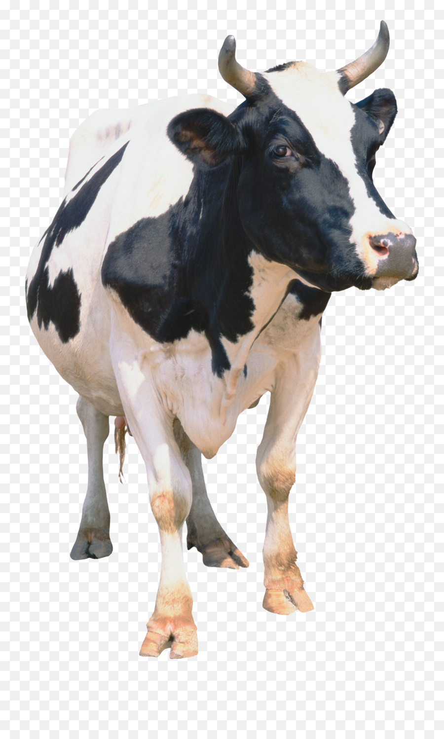 Cow Png Cattle
