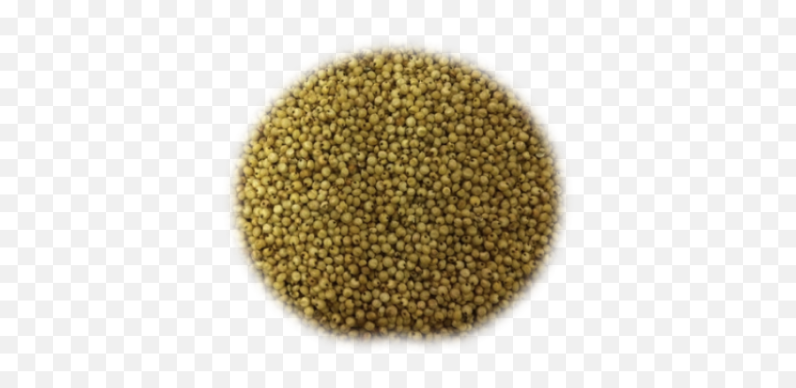 Grains Png And Vectors For Free - Rapeseed,Grains Png