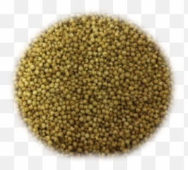 Grains Png And Vectors For Free - Rapeseed