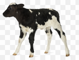 Download Baby Cow White Background - Full Size PNG Image Transparent