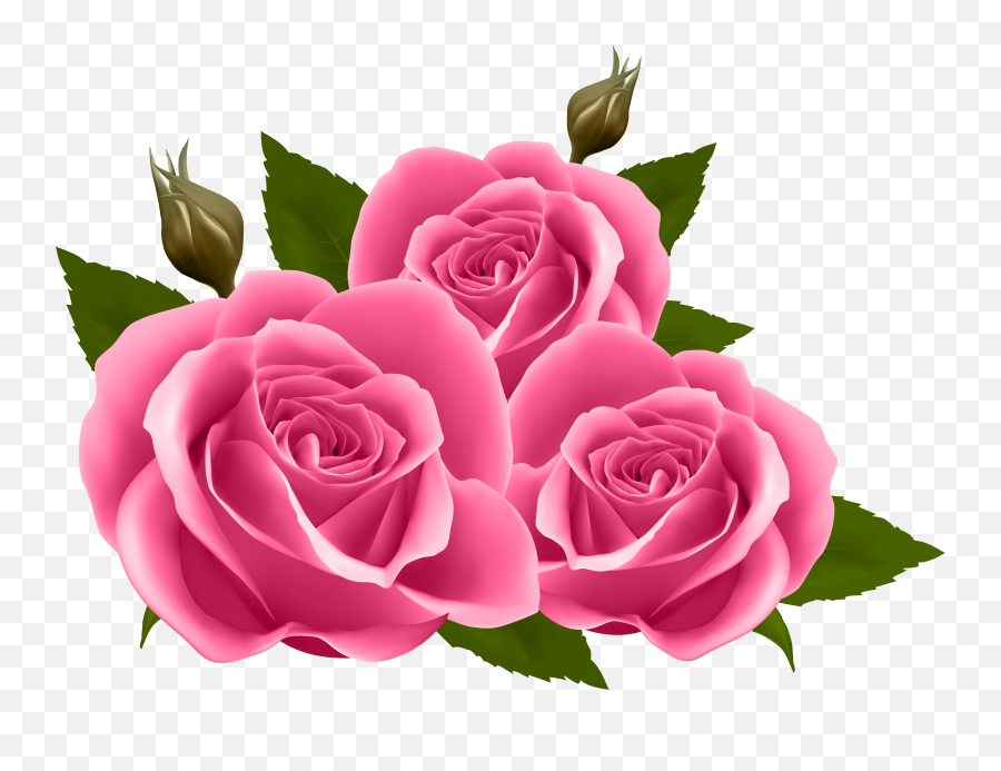 Pink Roses Transparent Png Clipart - Transparent Pink Rose Png,Pink Rose Transparent
