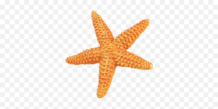 Starfish Orange Transparent Png - Starfish With No Background,Starfish Transparent