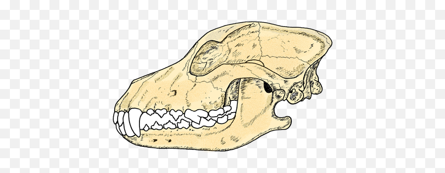 View Topic - Search For 1x1 Roleplays Here Please Read German Shepherd Skull Side Png,Tohru Icon Tumblr