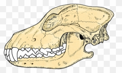 View Topic - Search for 1x1 Roleplays HERE please read German Shepherd Skull Side png