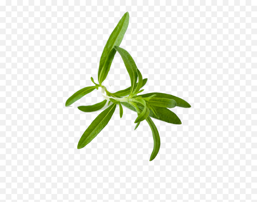 Hd Png Pluspng - Herb Png,Herbs Png