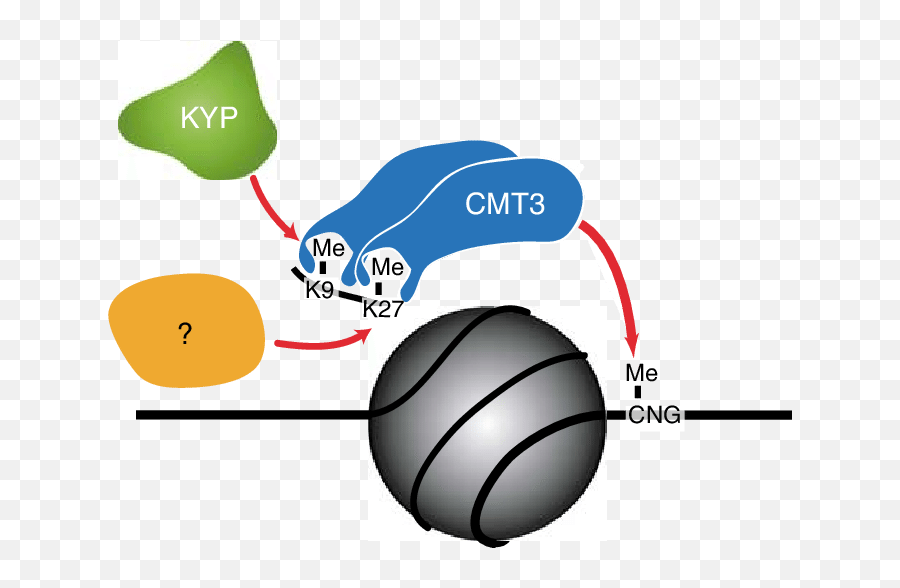 Model For The Relationship Of Histone Methylation And Cng - Diagram Png,Kryptonite Png