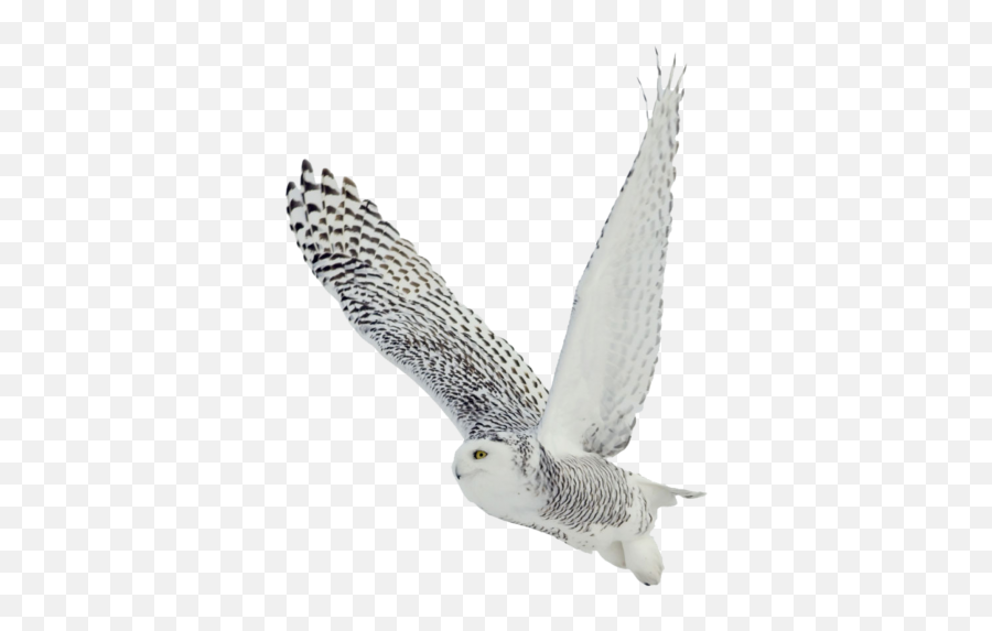 Owl Png Transparent Background Image - Snowy Owl Png,Owl Transparent