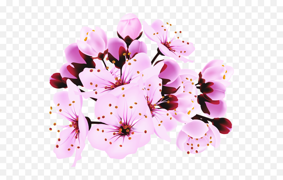 Cherry Blossoms Png Free Pic Blossom