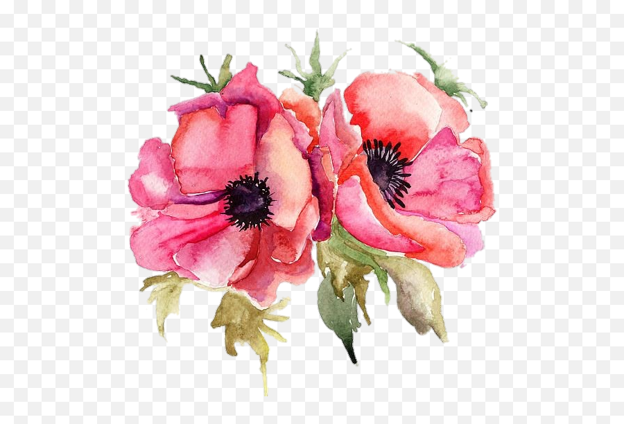 Poppyflower Poppy Pngstickers Png Watercolor Illustrati - Watercolor Poppy Flowerf Png,Poppy Png