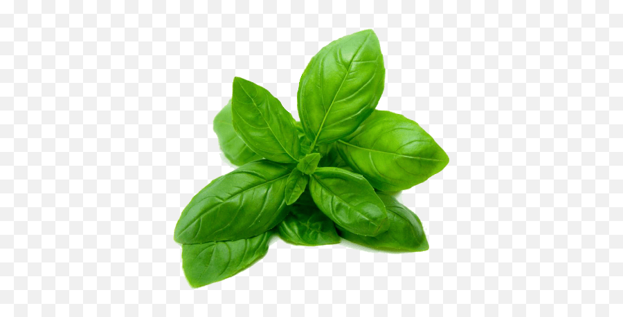 Basil Transparent Png - Transparent Basil Leaf Png,Basil Png