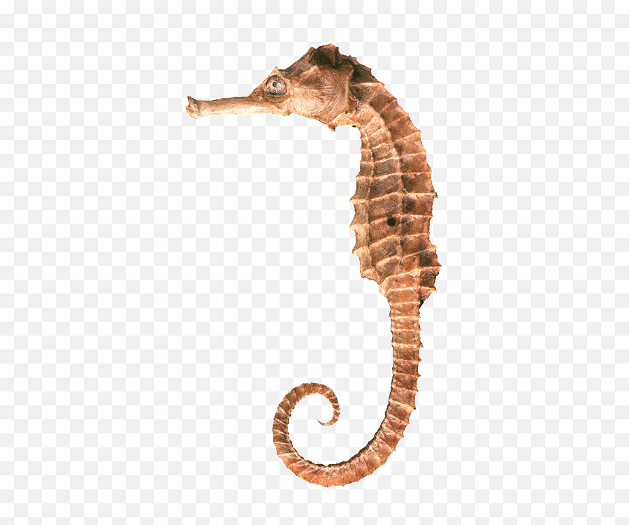Download Seahorse Png Clipart - Northern Seahorse,Seahorse Png