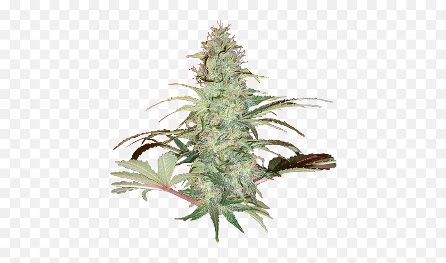 Super Skunk Xtrm Feminized Cannabis Seeds - Nirvana Super Skunk Png,Skunk Png